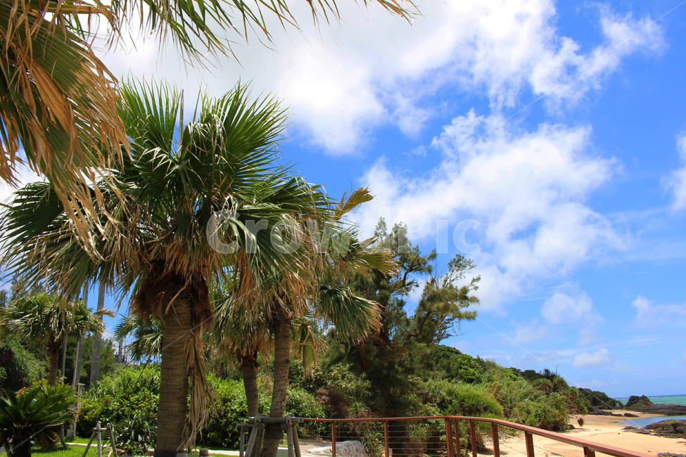 여름,summer,하늘,sky,야자수,자연,풍경,nature,landscape