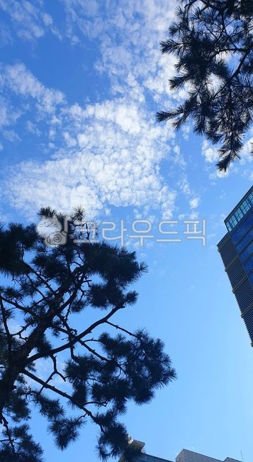 하늘,푸른,푸른하늘,파란,파란하늘,소나무,서울,도시하늘,가을하늘,시티하늘,솔잎