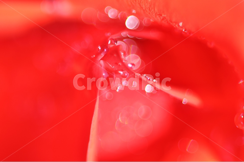 장미,꽃,꽃사진,rose,flower,정열,식물,자연,plants,nature,꽃,flower,색깔,색상,색채,색감,color sense,color sensitivity,feeling of color
