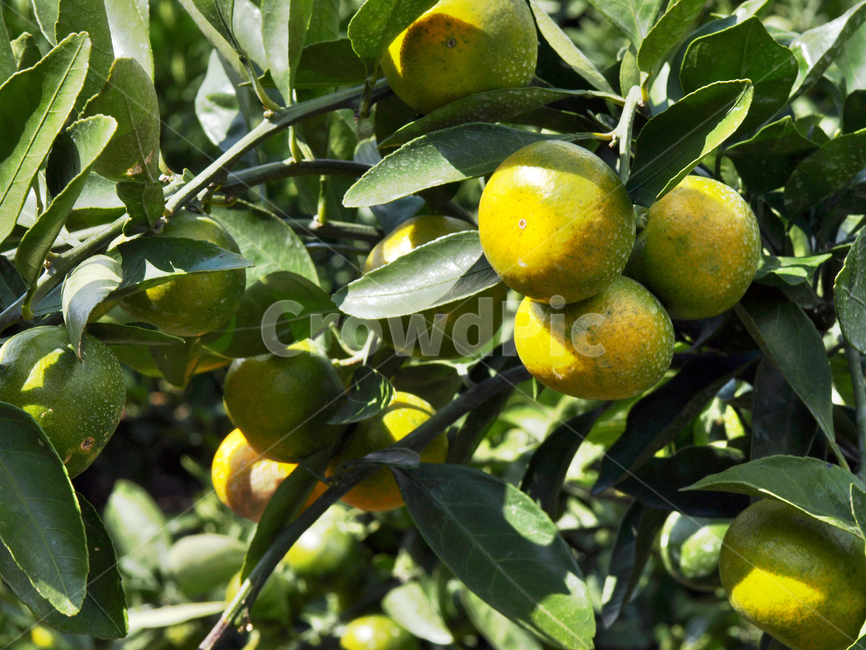 귤,감귤,농사,작물,제주,서귀포시,식물,자연,plants,nature,과일,열매,fruit