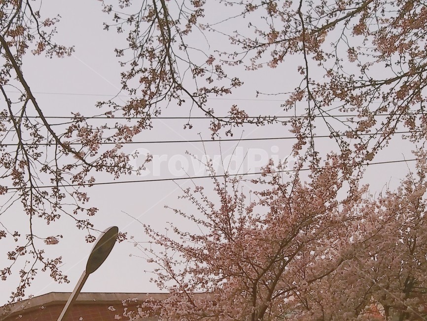 벚꽃,잎,나뭇가지,하늘,봄,전기줄