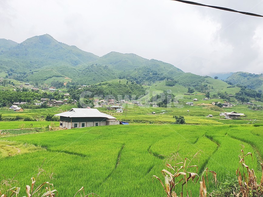 자연,들,경치,풍경,베트남,사파,밭,고산지대,nature,outdoors,목초지,field,paddyfield,자연,풍경,nature,landscape,옥외,grassland,paddy field,패디 필드