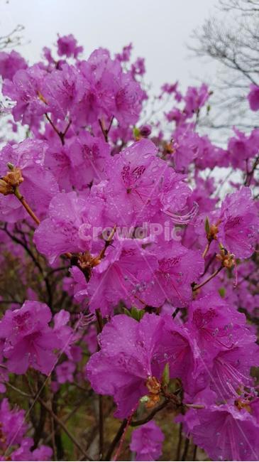 식물,꽃,flower,봄,진달래