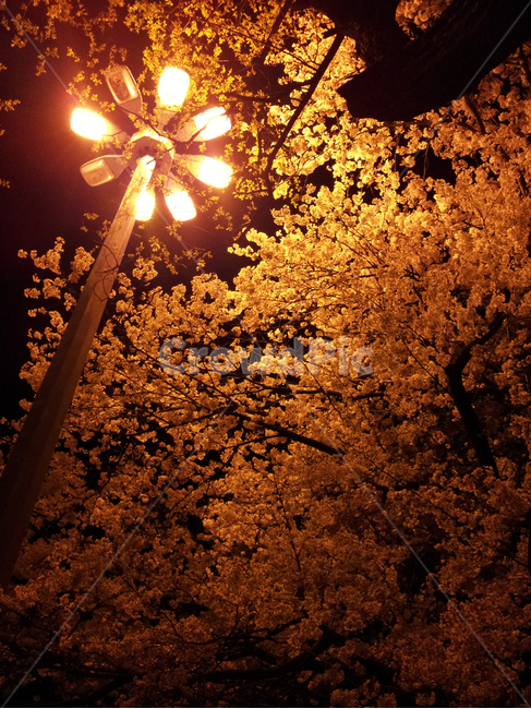벚꽃,가로등,아경,봄,저녁,밤,꽃,벚꽃야경,밤벚꽃,spring,cherryblossoms,evening,night,streetlamp,nightview,flower,야경,밤,풍경,nightscape,night,landscape