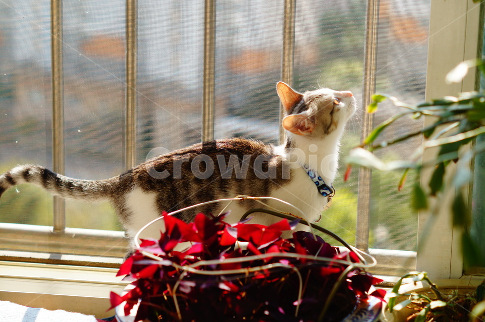 고양이,반려동물,코리안숏헤어,코숏,야옹이,anima,koreanshorthair,집고양이,kitty,cat,동물,동물,animal,포유류,mammal,고양이,cat,kitten,kitty