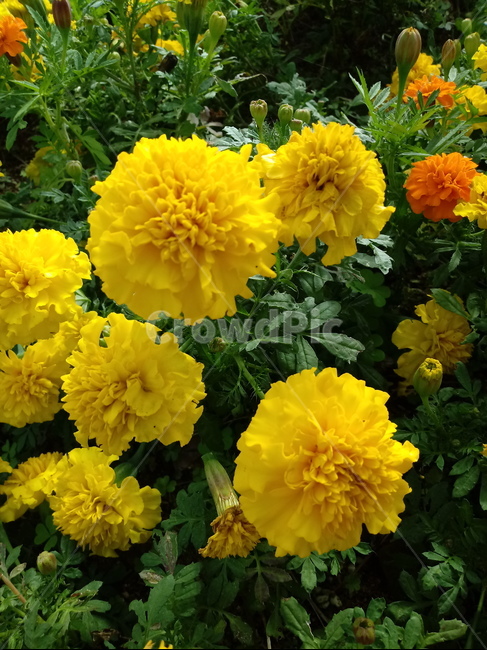 꽃,식물,꽃잎,plant,flower,blossom,금잔화,금송화,메리골드,하국,도경,merigold,식물,자연,plants,nature,꽃,flower