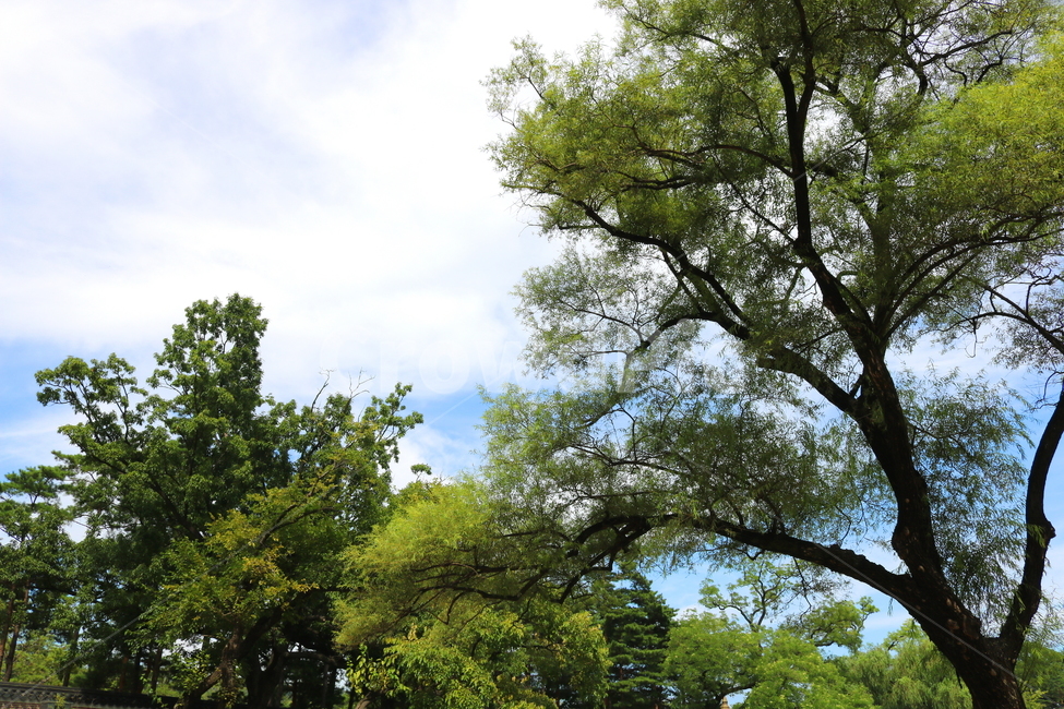 나무,하늘,자연,풍경,식물,여름,식물,자연,plants,nature,나무,trees,wood