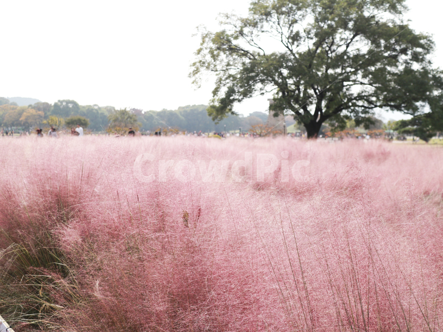 field,들,outdoors,옥외,grassland,savanna,자연,nature,목초지,대초원,핑크뮬리,포토스팟,핑크,분홍색,경주,첨성대,나무,대자연,가을,계절,fall,autumn,season