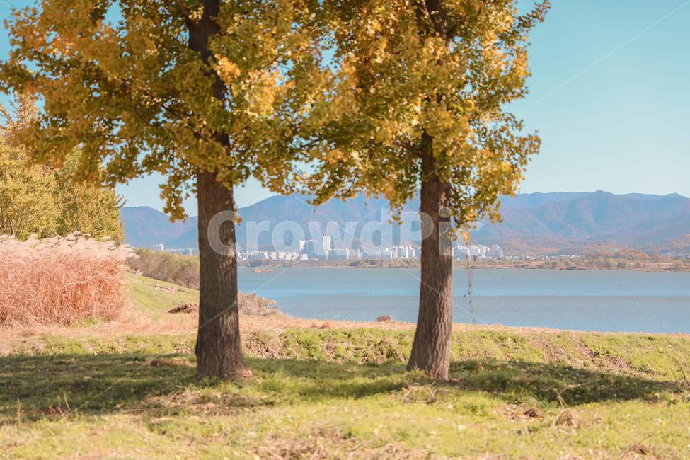 나무,은행나무,낙엽,다산은행나무숲,가을,푸른하늘,ginkgo,tree,fall,bluesky,감성사진,plant,treetrunk,나무줄기,가을,계절,fall,autumn,season,자연,풍경,nature,landscape,식물,plants,나무,trees,wood