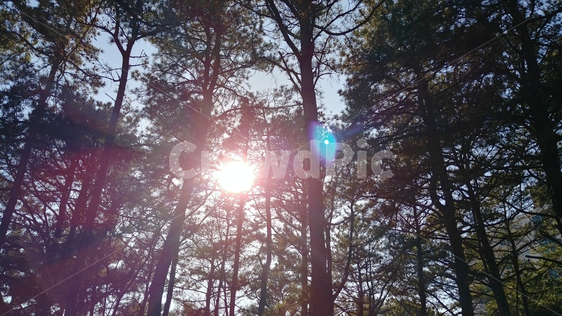 숲,나무,해,햇빛,forest,sunshine,light,flare