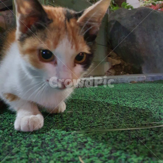고양이,길고양이,animal,kitten,cat,동물,animal,포유류,mammal,고양이,cat,kitten,kitty