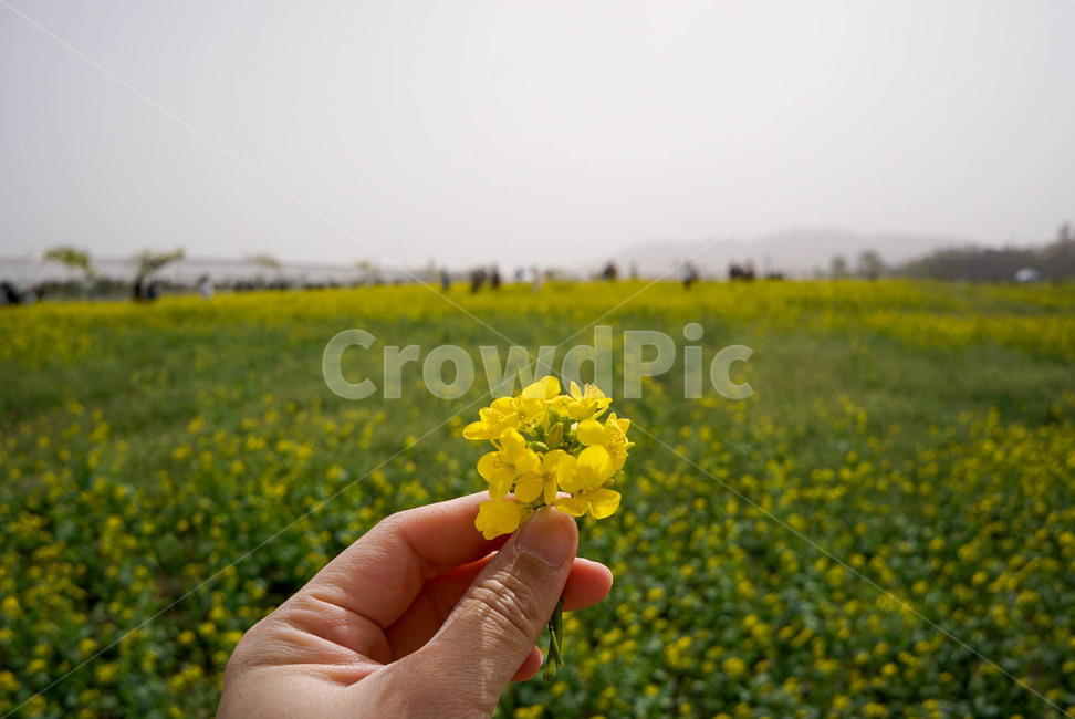 꽃,유채꽃,꽃밭,풍경,flower,봄,계절,spring,season,유채꽃밭,감성,식물,plants,여행,travel,여행사진,꽃사진,nature,손,신체일부
