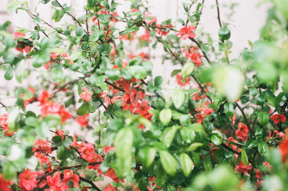 꽃,여름,빨간꽃,자연,식물,비오는날,아날로그,flower,필름사진,식물,자연,plants,nature,꽃,flower,감성,sensible,feeling