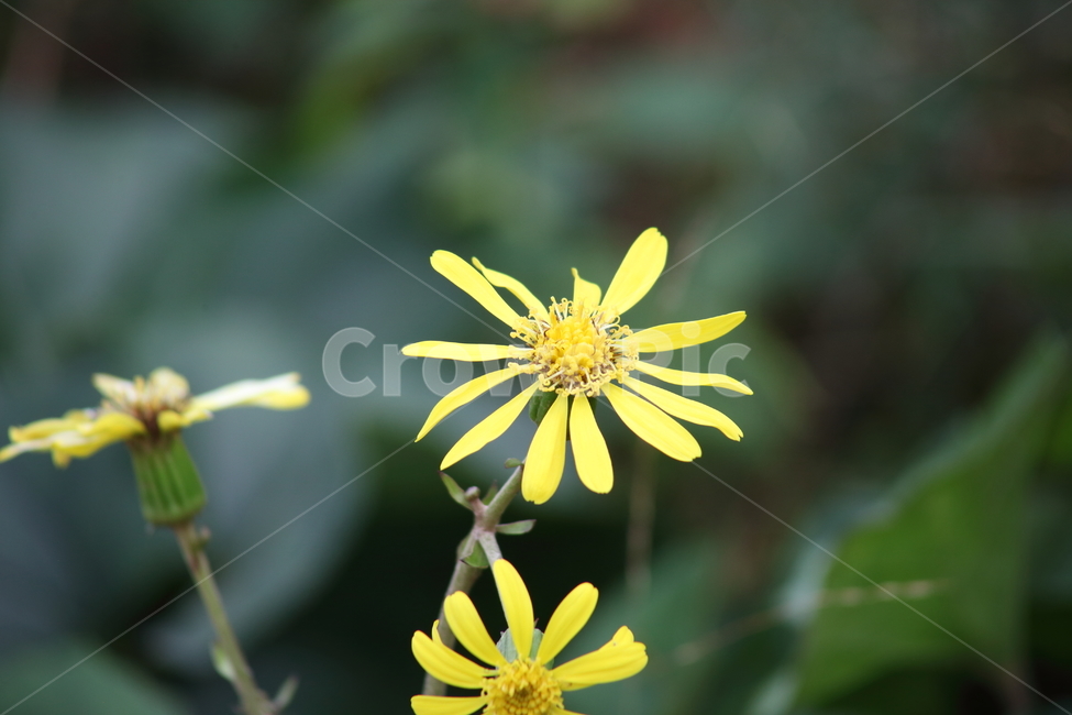 털머위,꽃,식물,야생화,leopardplant,식물,자연,plants,nature,꽃,flower