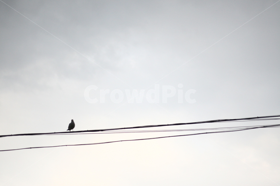 하늘,풍경,새,bird,동물,animal,전선,동물,animal,조류,새,birds