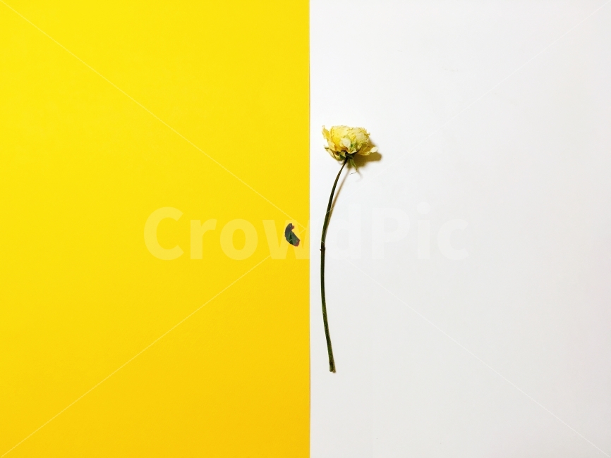 spring,confetti,color,colored paper,yellow,simple,dried flower,flower