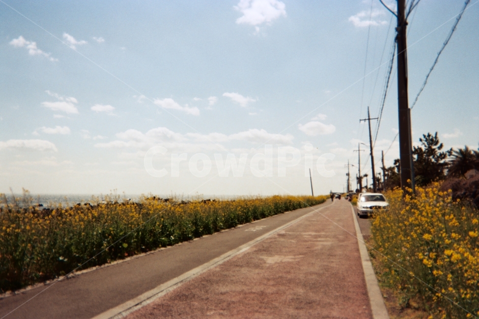 휴가,피서,감성,분위기,필름사진,vacation,도로,road,하늘,sky,구름,cloud,해안도로,유채꽃,꽃,봄,flower,자연,nature,드라이브,spring,한국자연풍경,제주도,jeju,jeju island