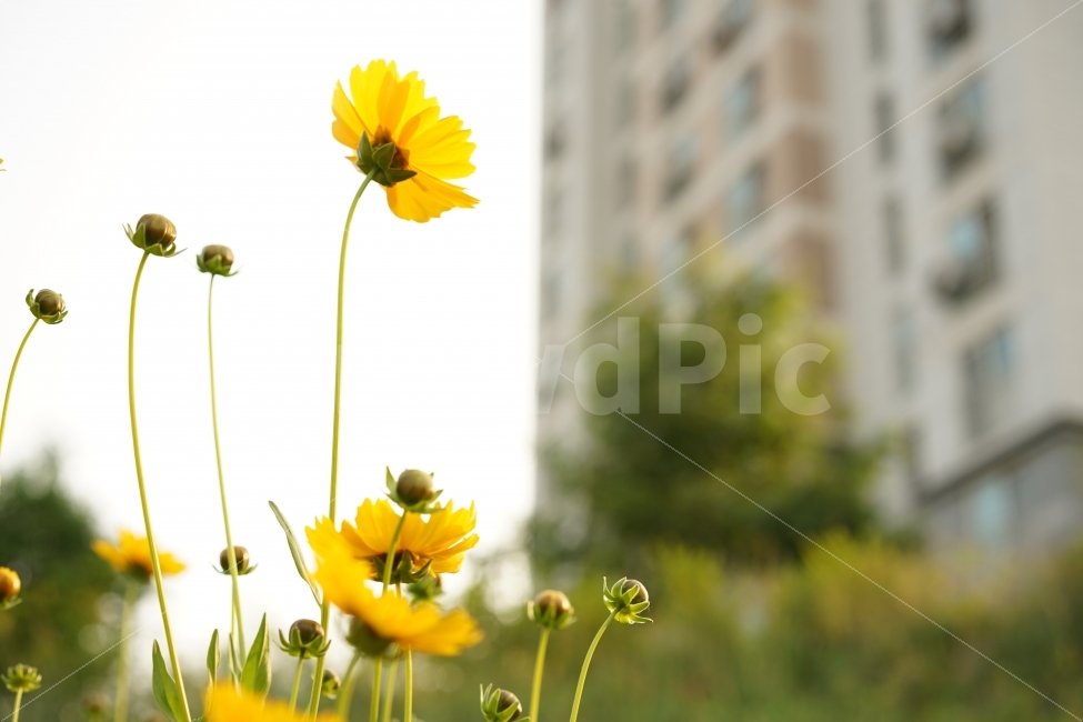 	자연,꽃,플라워,풍경,풀,감성사진,감성,생명,생명력,풀잎,노랑,옐로우,식물,자연,plants,nature,꽃,flower