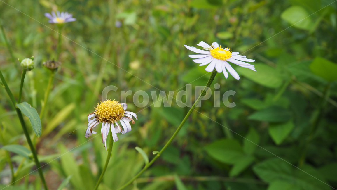 야생화,꽃,식물,자연,옥외,데이지,daisy,wildflower,flower,plant,outdoors,nature,blossom,식물,자연,plants,nature,꽃,flower