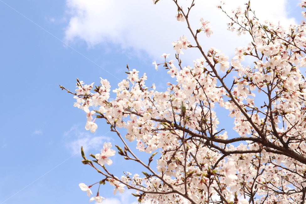 벚꽃,하늘,구름,봄,맑은하늘,봄,계절,spring,season,자연,풍경,nature,landscape,plant,식물,blossom,꽃,flower