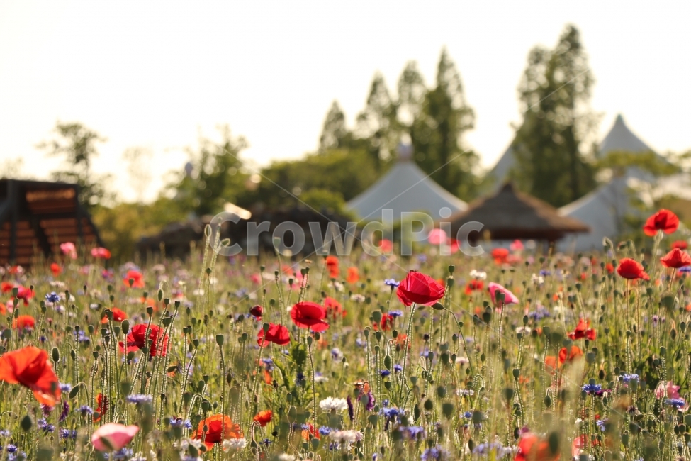 식물,자연,수레국화,꽃,양귀비,축제,감성,감상,감정,식물,자연,plants,nature,꽃,flower