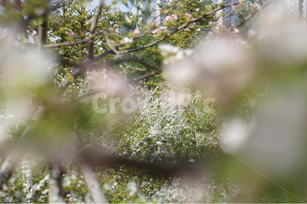 사과꽃,봄,연핑크,맑음,아침,꽃봉오리,자연,풍경,nature,landscape