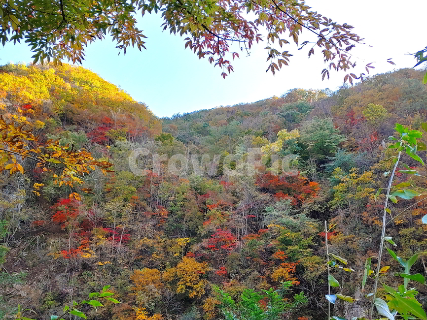 단풍,가을,산,나무,붉은단풍,가을,계절,fall,autumn,season,자연,풍경,nature,landscape,plant,식물,leaf,잎,tree,maple