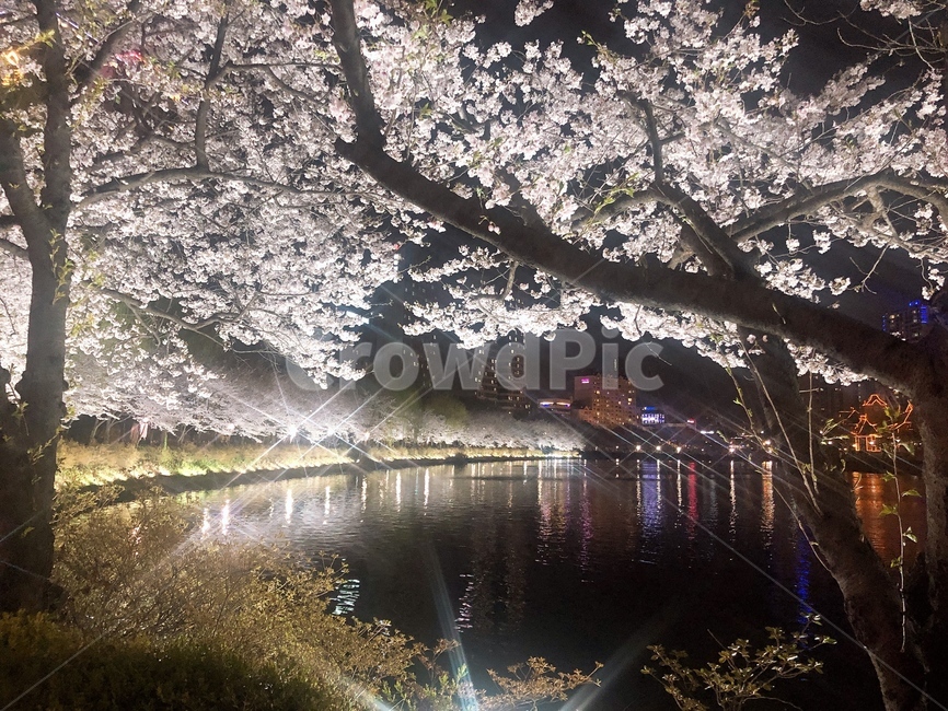 석촌호수,벚꽃,벚꽃축제,예쁜벚꽃,예쁜꽃나무,석촌호수야경,밤벚꽃,봄,식물,자연,plants,nature,꽃,flower,나무,trees,wood