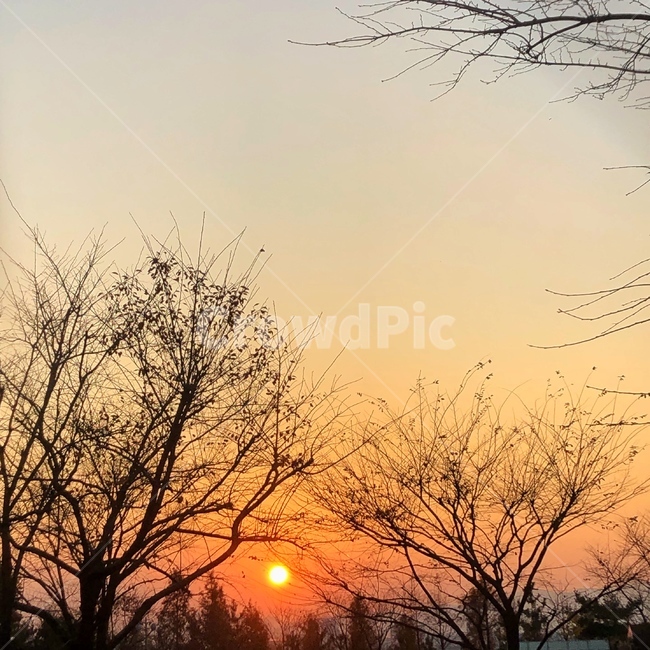 nature,자연,outdoors,옥외,하늘,노을,겨울,나무,식물,자연,plants,nature,나무,trees,wood