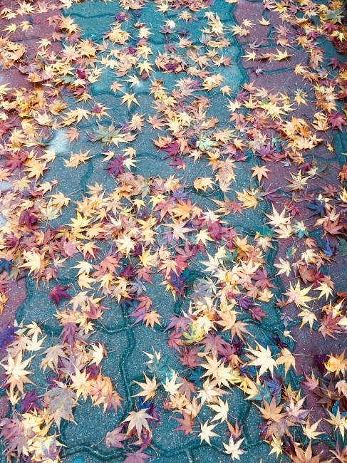 가을,낙엽,단ㅍㅇ,외로움,늦가을,가을,계절,fall,autumn,season,leaf,잎,plant,식물