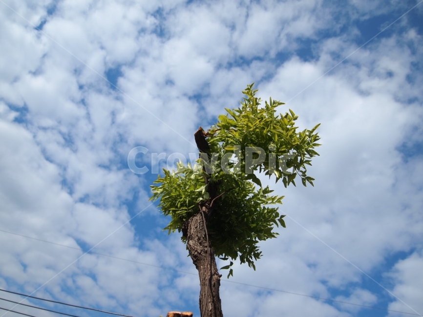 하늘,나무,자연,구름,배경,맑은,식물,자연,plants,nature,나무,trees,wood