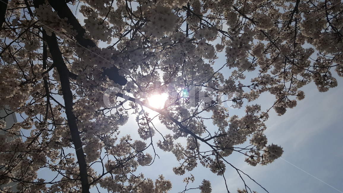 봄,꽃,벚꽃,화사함,따뜻,산뜻,향기로운,밝은,풍족함,봄,계절,spring,season,식물,자연,plants,nature,꽃,flower,light,빛,flare,플레어,plant