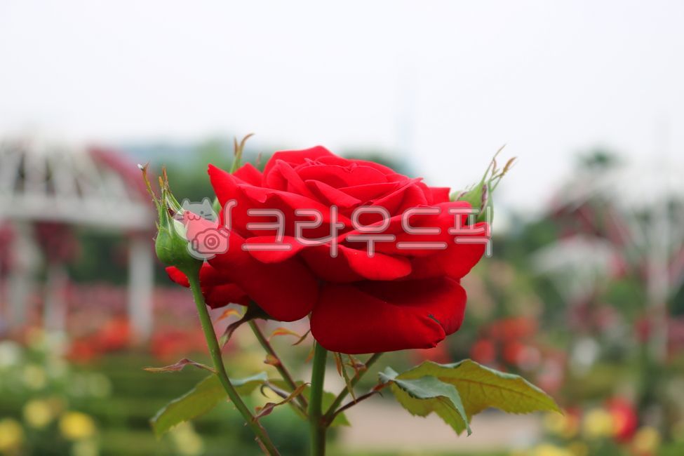 red rose,Rose,thorn tree,ornamental,vine plant,Rouge Meian Rose,spring,spring flowers,trail,petal,Ilsan Lake Park,park,garden tree,thorn,nature,lake park,tree,Roujimeian,leaf,flower,plant,walking path,rose