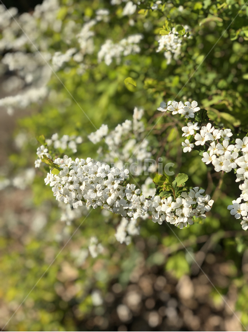 꽃,봄꽃,하얀꽃,들꽃,계절꽃,흰꽃,흰색꽃,식물,자연,plants,nature,꽃,flower
