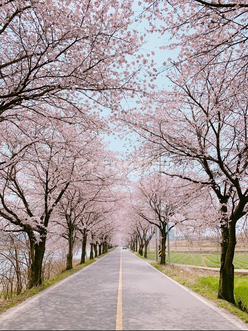 봄,벚꽃,따뜻한느낌,벚꽃로드,길,배경