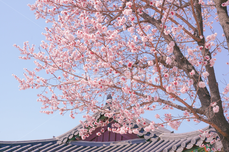창덕궁,꽃,봄,봄꽃,궁궐,서울,서울궁궐,plant,식물,cherryblossom,flower,blossom