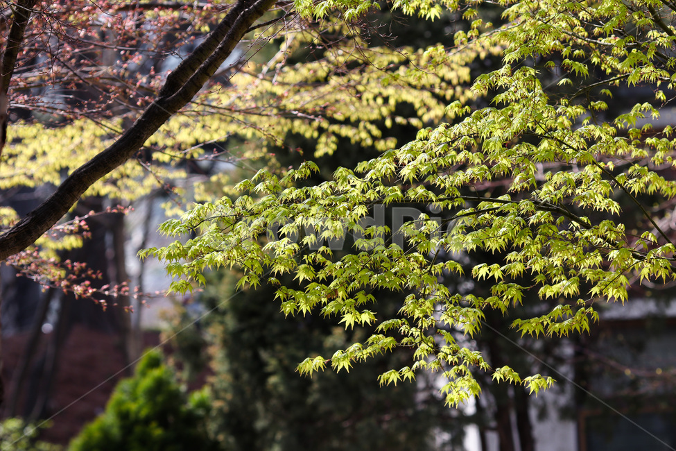 봄,봄날,햇살,초록,아름다운,계절,spring,season,green,plant