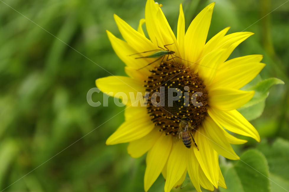 해바라기,꽃,flower,식물,plant,식물,자연,plants,nature,꽃,flower,동물,animal,곤충,벌레,insect,bug