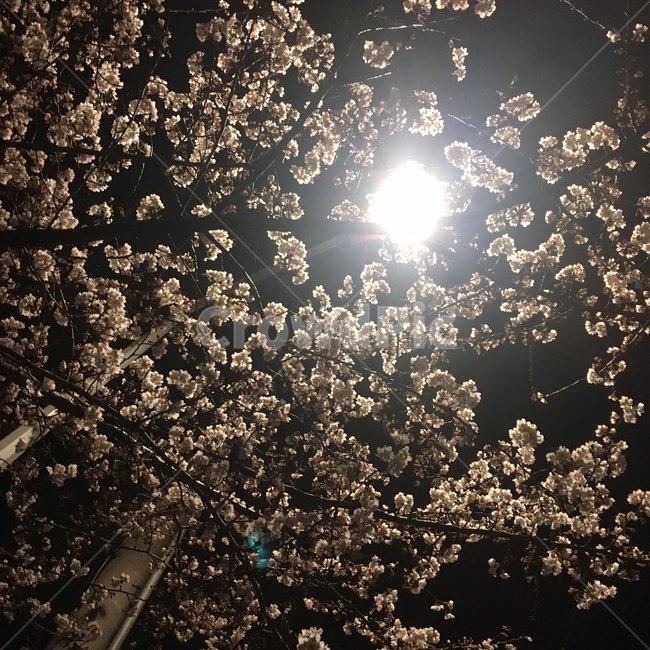 벚꽃,꽃,가로등,저녁,밤