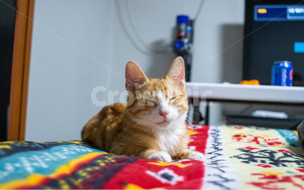 고양이,코리아숏헤어,코숏,아기고양이,치즈태비,치즈고양이,동물,animal,포유류,mammal,고양이,cat,kitten,kitty
