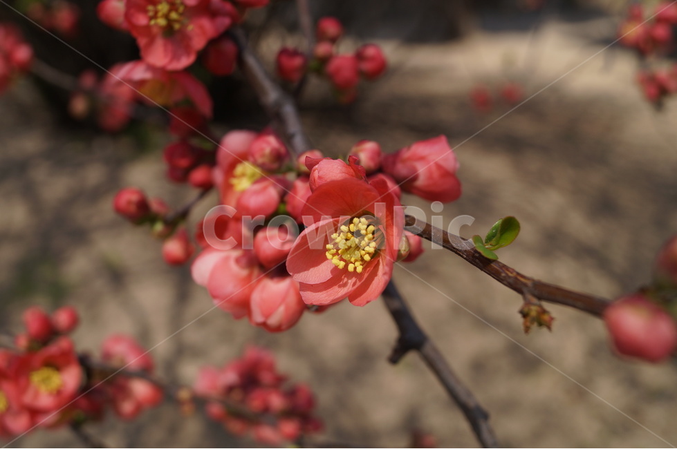 명자나무,산당화,명자나무꽃,붉은꽃,식물,식물,자연,plants,nature,꽃,flower