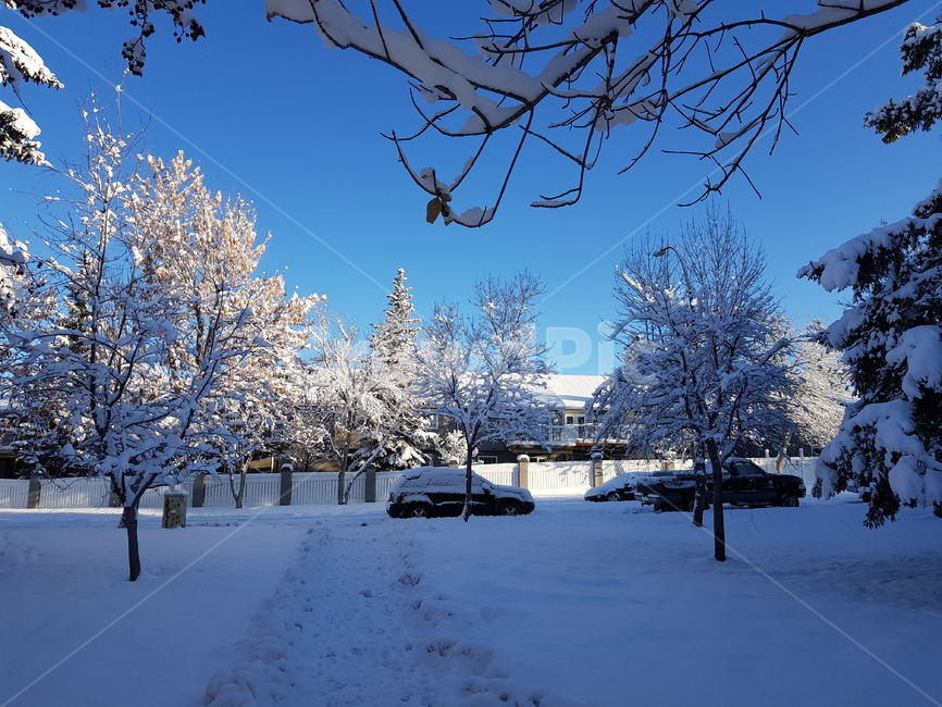 겨울,풍경,눈,tree,마을,겨울,계절,winter,season