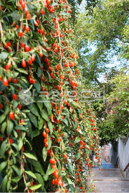 Apple tree,fruit tree,leaves,fruit,landscape,gardening,landscape design,healing,walking,greenery,outdoor,plant,park,forest,fresh,natural background,wallpaper,appletree,greenery,lush,dense park,lake,pond,garden design,summer,nature