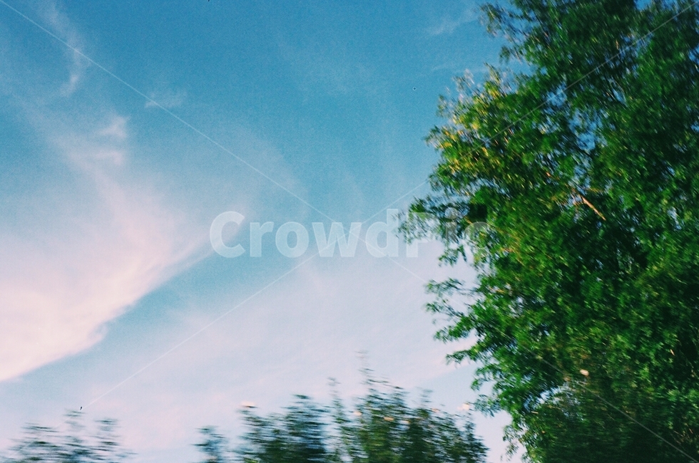 tree,나무,plant,식물,outdoors,옥외,하늘,블루,그린,풍경,자연,풍경,nature,landscape