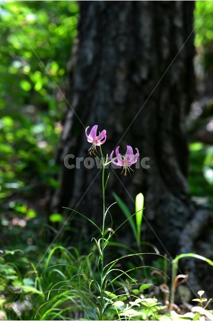 솔나리,야생화,식물,자연,꽃,생태,힐링,플라워,wildflower,flower,plants,nature,season,감성,느낌,emotion,feeling,백합목,백합과,여름,백합속,분홍색,여러해살이풀,식물,자연,plants,nature,꽃,flower