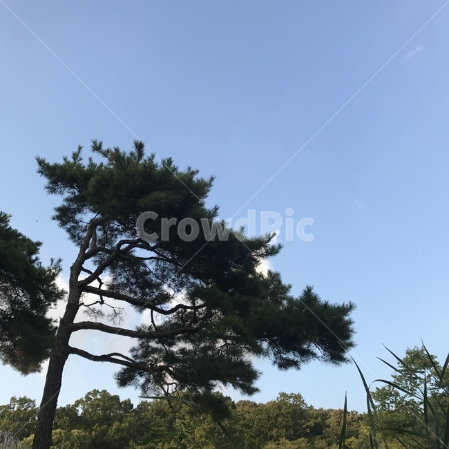 소나무,나무,하늘,자연,풍경,날씨
