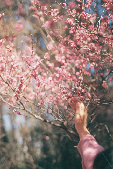 매화,매화꽃,봄꽃,분홍꽃,봄,분홍,pink,umeflower,꽃,flower,spring,apricotflower,식물,봄풍경,봄이미지,꽃놀이,손,hands,꽃구경,봄,계절,spring,season,식물,자연,plants,nature,꽃,flower,감성,sensible,feeling,plant