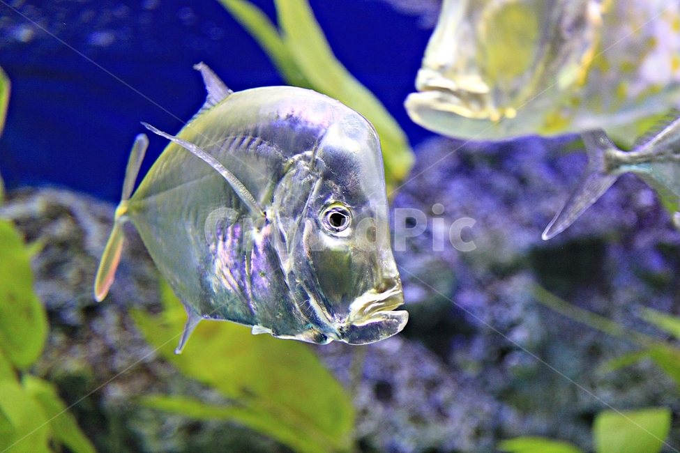 물고기,아쿠아리움,수족관,물,어패류,동물,animal,어류,물고기,fish