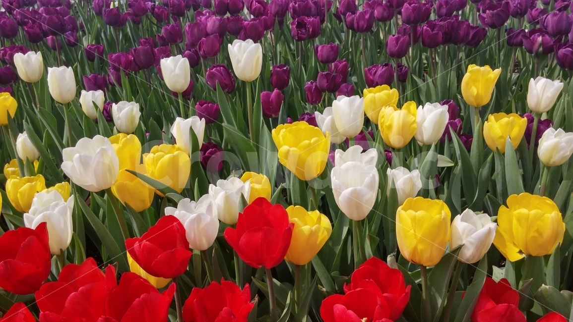 튤립,꽃,노랑,빨랑,봄,봄,계절,spring,season,식물,자연,plants,nature,꽃,flower,plant,blossom