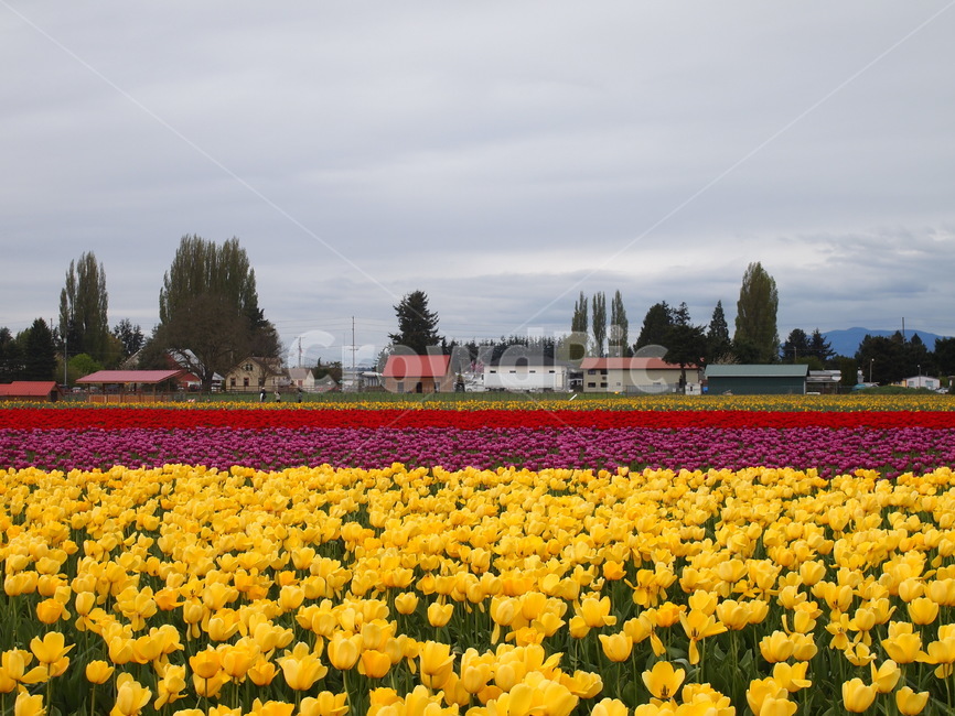 꽃,튤립,튤립축제,식물,풍경,축제,식물,자연,plants,nature,꽃,flower
